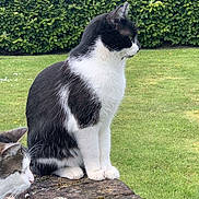 Pearl a rejoint le concours — aidez-le/la à gagner de superbes lots ! cat, black_and_white_cat, feline, animal, grass, hedge, garden, stone_wall, paws, sitting, profile, outdoors, pet, whiskers, ears, green_lawn, close_up, two_cats, calm, portrait