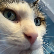 Grizzly a rejoint le concours — aidez-le/la à gagner de superbes lots ! cat, close_up, whiskers, pink_nose, blue_eyes, feline, fur, pet, portrait, indoor, macro, curious, nose, eye, head, closeup, soft_background, white_fur, tabby_markings, domestic_cat