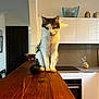 Grizzly a rejoint le concours — aidez-le/la à gagner de superbes lots ! cat, feline, pet, tuxedo_cat, indoor, kitchen, countertop, wooden_surface, sitting, paws, tail, white_fur, black_fur, staring, portrait, domestic_animal, cabinet, bowl, oven, home