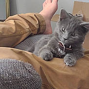 Smoke joined the competition — help win amazing prizes! kitten, gray_cat, cat, pet, lap, person, bare_foot, pants, brown_pants, furniture, couch, home, indoor, relaxing, cozy, cardboard_box, mirror, fur, collar, cute