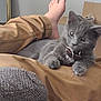 bare_foot, brown_pants, cardboard_box, cat, collar, couch, cozy, cute, fur, furniture, gray_cat, home, indoor, kitten, lap, mirror, pants, person, pet, relaxing
