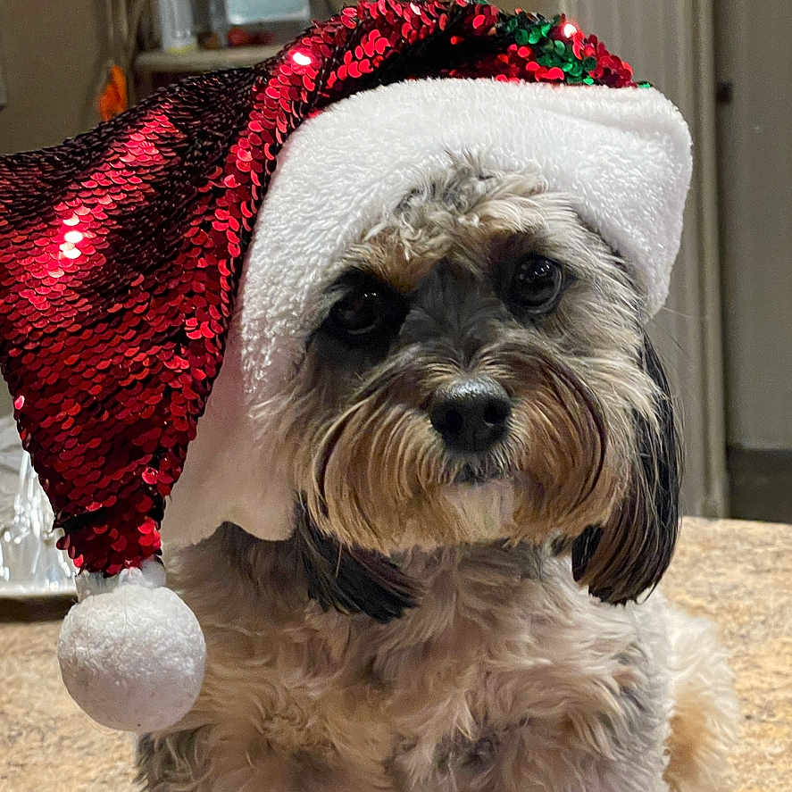 Angel is registered to the contest to win money with this photo: adorable, animal, beard, christmas, closeup, companion, costume, cute, cute_pet, dog, domestic_animal, face, festive, fluffy, fur, holiday, indoor, pet, portrait, santa_hat