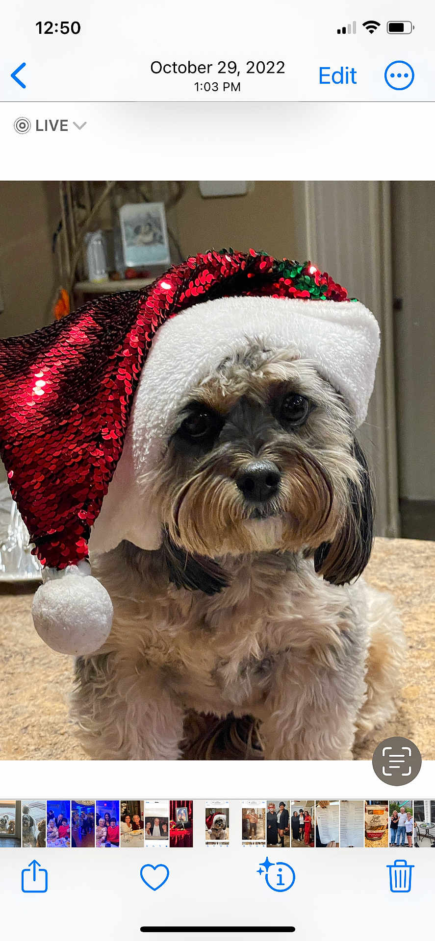 Angel is registered to the contest to win money with this photo: dog, santa_hat, holiday, pet, cute, fluffy, indoor, fur, portrait, christmas, festive, beard, animal, companion, cute_pet, adorable, domestic_animal, face, closeup, costume
