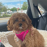Jojo joined the competition — help win amazing prizes! dog, pet, car_interior, seatbelt, window, fleece_bed, pink_harness, curly_fur, brown_dog, leash, cozy, cute, small_dog, sitting, indoors, daylight, vehicle, travel, companion, looking