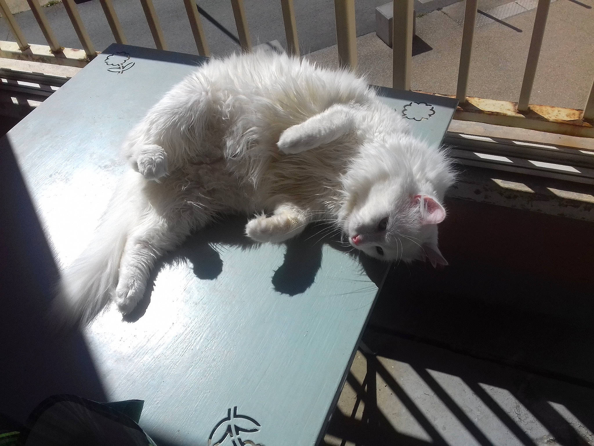 Chapo a rejoint le concours — aidez-le/la à gagner de superbes lots ! american_curl, british_longhair, carnivore, cat, domestic_long_haired_cat, felidae, fur, kitten, nose, persian, small_to_medium_sized_cats, tail, turkish_angora, turkish_van, whiskers