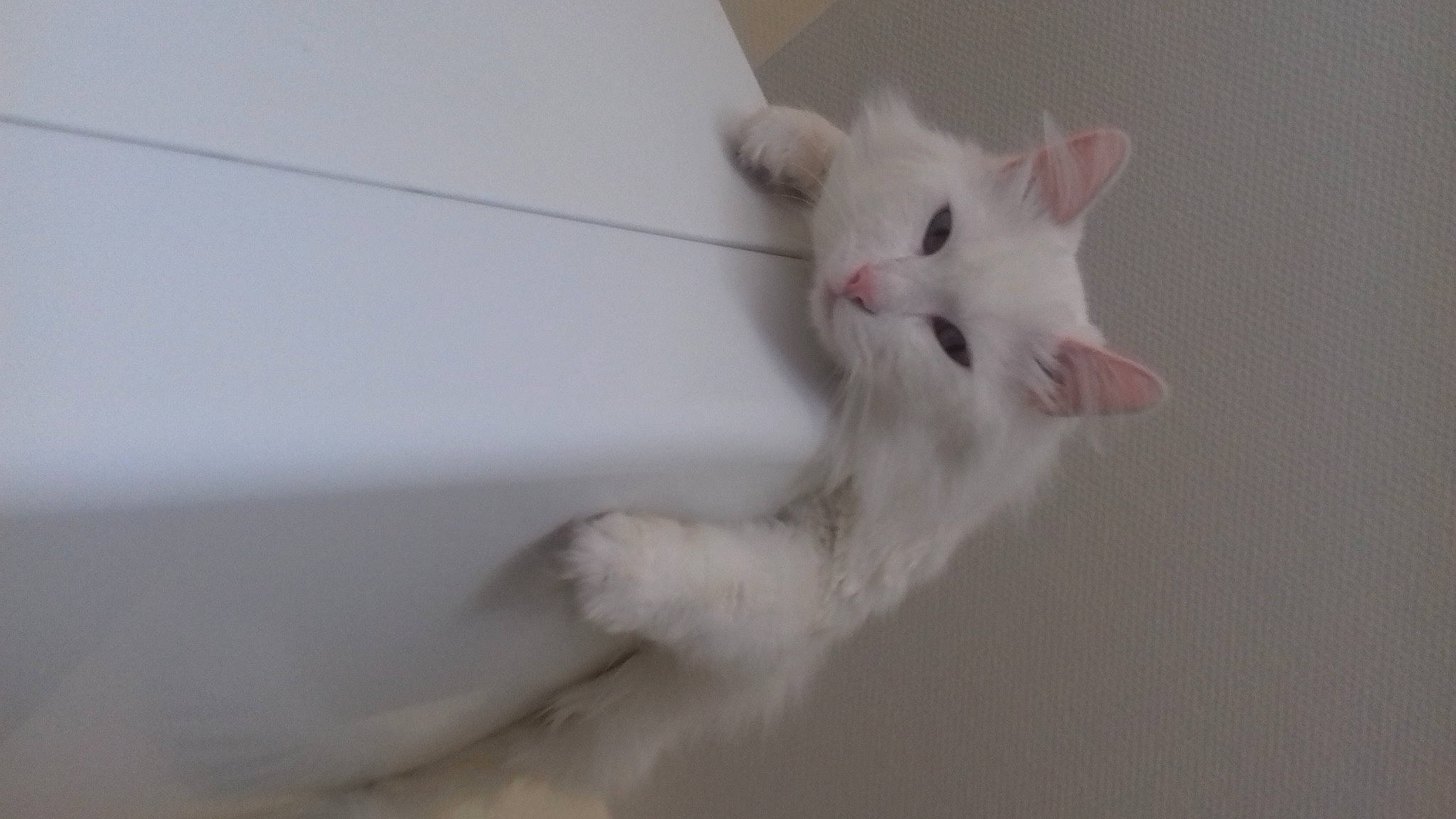 Chapo a rejoint le concours — aidez-le/la à gagner de superbes lots ! aegean_cat, american_curl, burmilla, carnivore, cat, felidae, fur, khao_manee, kitten, mammal, paw, persian, polydactyl_cat, skin, small_to_medium_sized_cats, tail, turkish_angora, turkish_van, whiskers, white