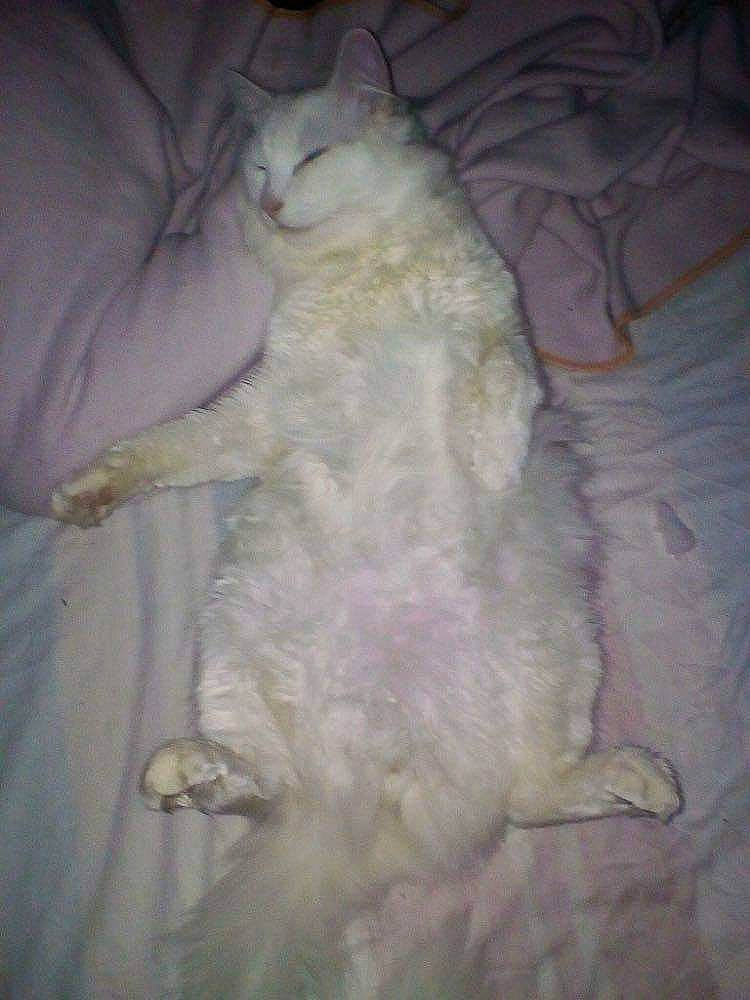 Chapo participe au concours pour gagner de l'argent avec cette photo : burmilla, carnivore, cat, fawn, felidae, fur, small_to_medium_sized_cats, tail, turkish_angora, whiskers