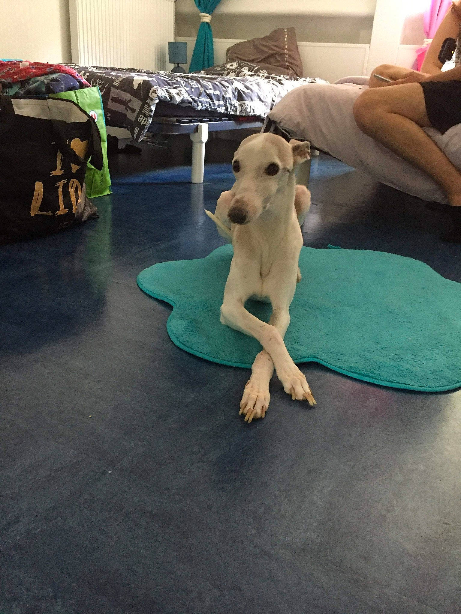 Iris a rejoint le concours — aidez-le/la à gagner de superbes lots ! canidae, carnivore, chippiparai, companion_dog, dog, dog_breed, fawn, floor, flooring, hardwood, italian_greyhound, leg, mammal, mudhol_hound, non_sporting_group, sighthound, tail, vertebrate, whippet, wood