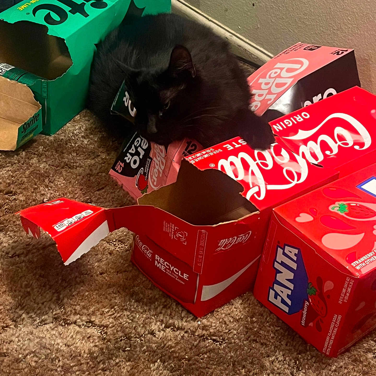 Lucy joined the competition — help win amazing prizes! animal, black_cat, cardboard_boxes, carpet, cat, coca_cola, corner, cozy, dr_pepper, fanta, feline, floor, household, indoor, messy, pet, playful, resting, soda_boxes, sprite