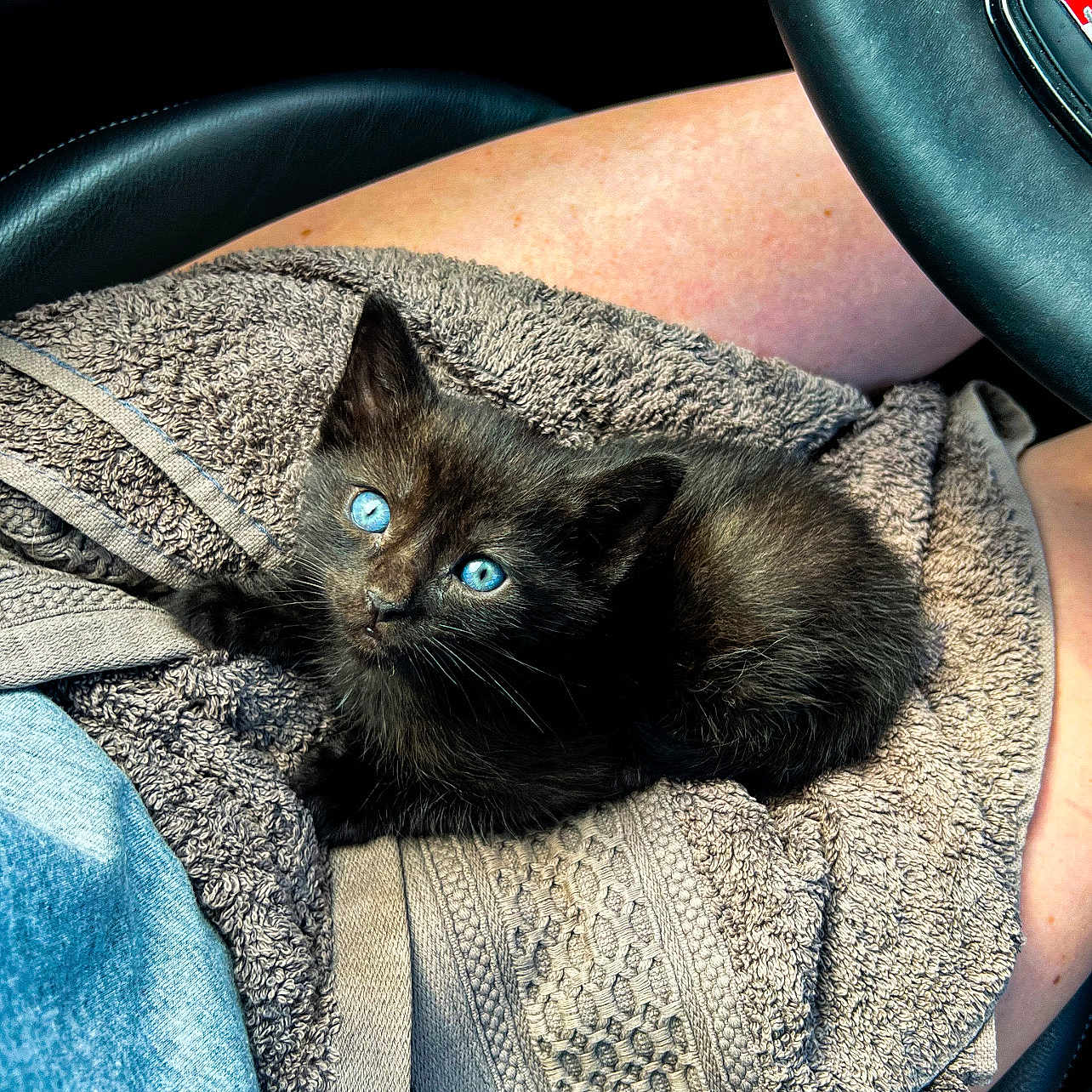 Schwarzii a rejoint le concours — aidez-le/la à gagner de superbes lots ! animal, black_cat, blue_eyes, car_interior, close_up, comfort, cozy, cute, furry, indoor, kitten, lap, person, pet, resting, snuggle, soft_texture, steering_wheel, towel, young_cat