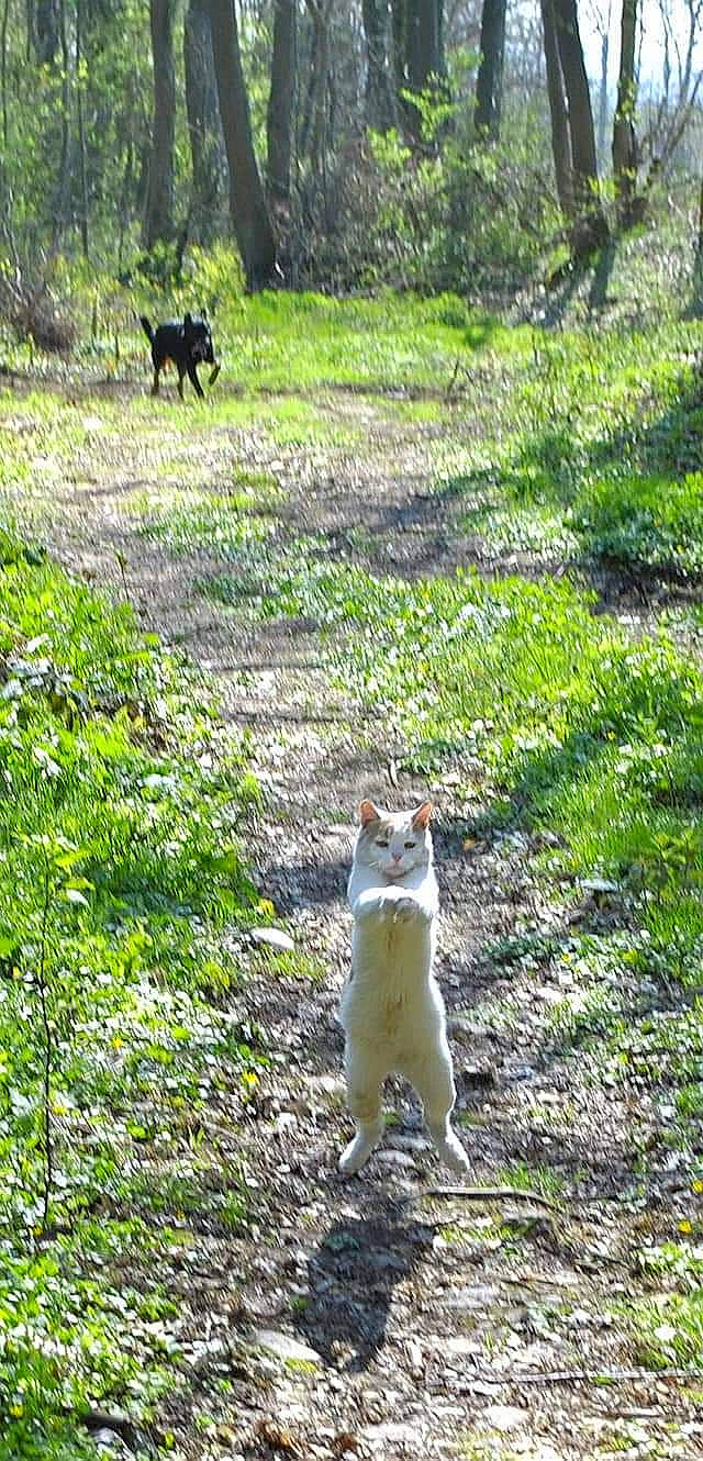 Deewey a rejoint le concours — aidez-le/la à gagner de superbes lots ! canidae, carnivore, east_siberian_laika, fawn, felidae, grass, pasture, tail, wolfdog