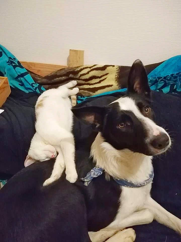 Deewey participe au concours pour gagner de l'argent avec cette photo : borador, border_collie, canidae, carnivore, companion_dog, dog, dog_breed, mammal, mcnab, smooth_fox_terrier, sporting_group, vertebrate