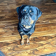 Lilo joined the competition — help win amazing prizes! dog, rottweiler, pet, indoor, wooden_floor, flooring, brown, black, animal, canine, looking_up, ears, fur, paw, domestic_animal, companion, cute, alert, sitting, waiting