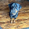 alert, animal, black, brown, canine, companion, cute, dog, domestic_animal, ears, flooring, fur, indoor, looking_up, paw, pet, rottweiler, sitting, waiting, wooden_floor