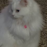 Missy is registered to the contest to win money with this photo: cat, white_cat, fluffy, pet, indoor, collar, pink_tag, feline, animal, carpet, fur, cute, domestic_animal, mammal, sitting, looking_away, whiskers, ears, nose, paw
