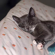 Stormy is registered to the contest to win money with this photo: bed, blanket, calm, cat, closeup, cozy, cute, cute_pet, domestic_cat, feline, gray_cat, indoor, orange_pattern, pet, relaxed, resting, sleeping, soft, whiskers, white_paws