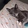 bed, blanket, calm, cat, closeup, cozy, cute, cute_pet, domestic_cat, feline, gray_cat, indoor, orange_pattern, pet, relaxed, resting, sleeping, soft, whiskers, white_paws