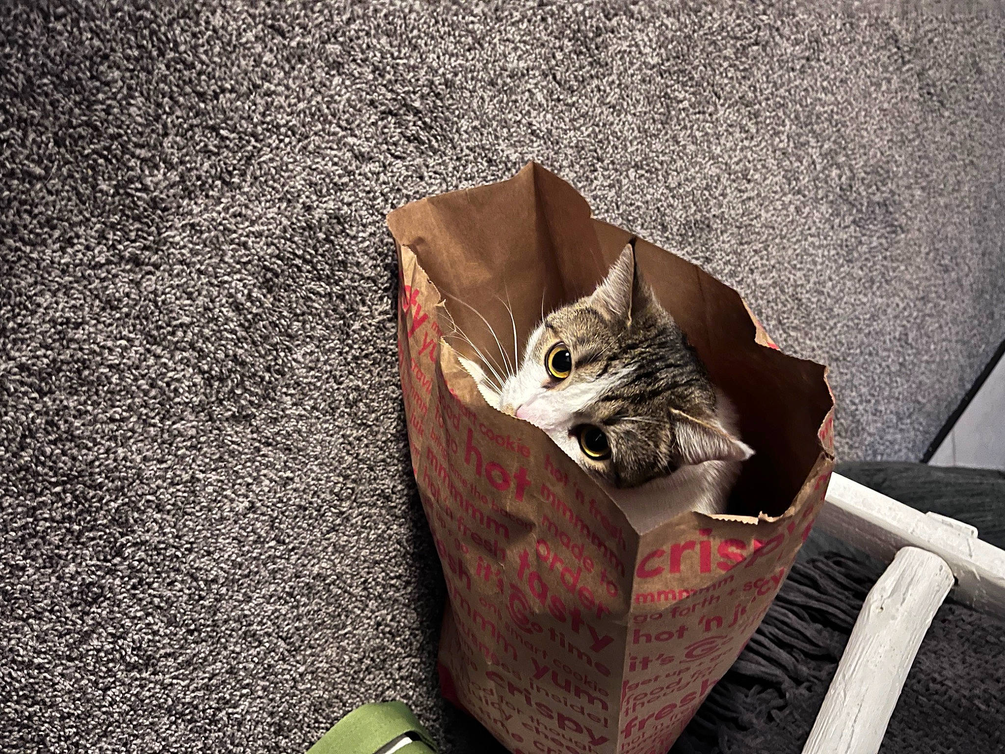 Masie joined the competition — help win amazing prizes! asphalt, bag, carnivore, cat, concrete, domestic_short_haired_cat, felidae, flooring, fur, grass, grey, luggage_and_bags, pattern, road_surface, sitting, small_to_medium_sized_cats, soil, still_life_photography, whiskers, wood