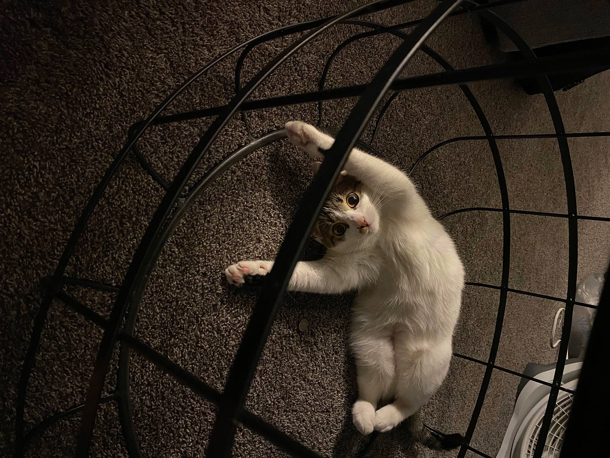 Masie is registered to the contest to win money with this photo: black_and_white, carnivore, cat, darkness, fawn, felidae, flooring, fur, grey, metal, monochrome, monochrome_photography, road_surface, small_to_medium_sized_cats, snout, style, tail, tints_and_shades, whiskers, wood