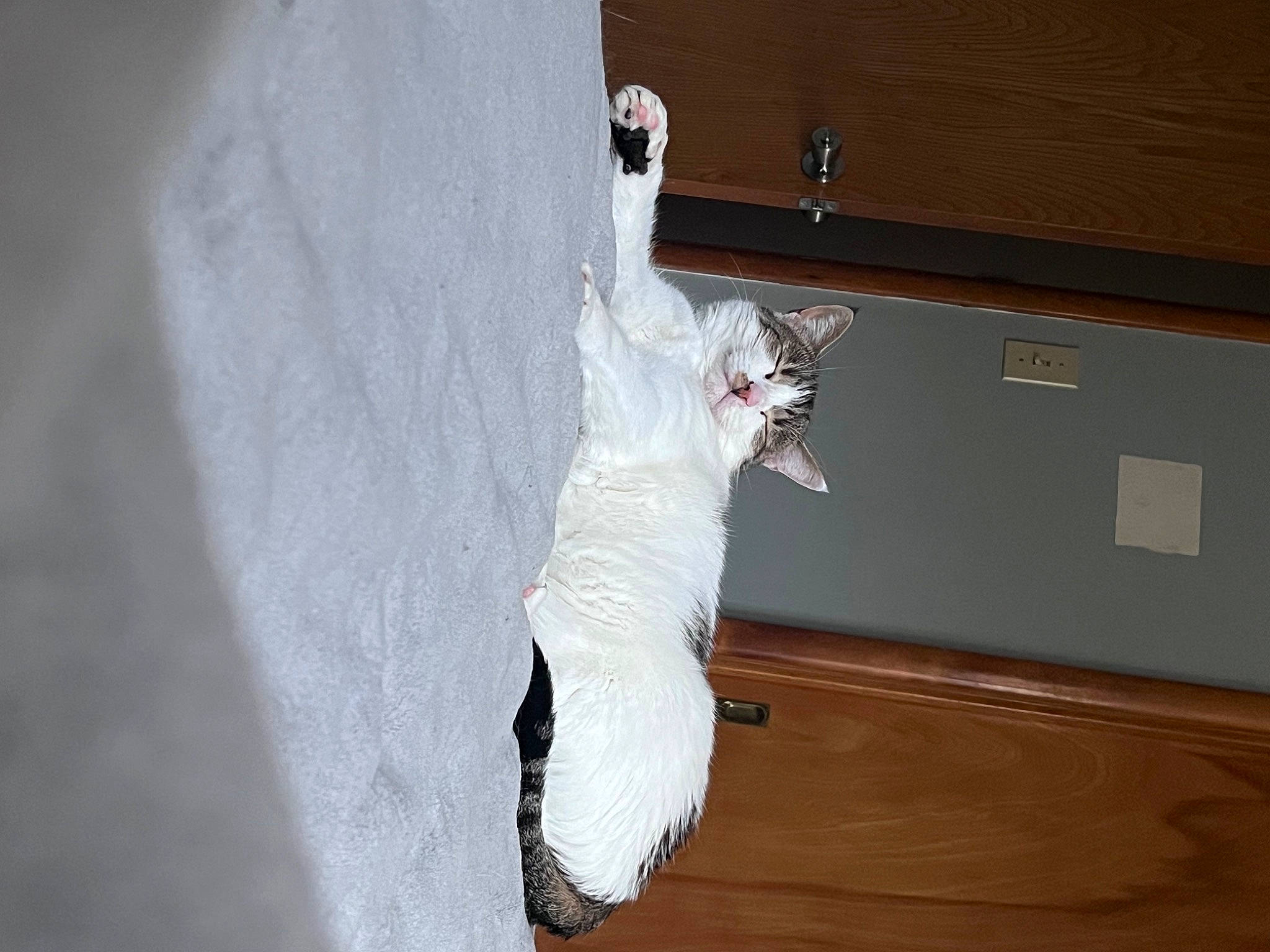 Masie joined the competition — help win amazing prizes! canidae, carnivore, door, elbow, event, felidae, flooring, fur, gesture, hardwood, laminate_flooring, plywood, room, small_to_medium_sized_cats, sporting_group, tail, whiskers, window, wood, wood_stain