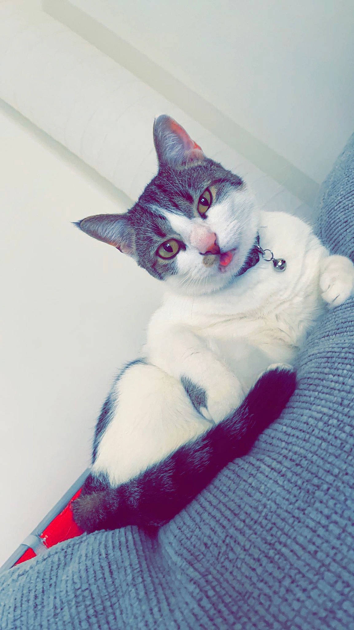 Masie joined the competition — help win amazing prizes! art, carnivore, cat, comfort, domestic_short_haired_cat, electric_blue, eye, felidae, foot, fur, head, human_body, paw, sitting, small_to_medium_sized_cats, snout, tail, tree, whiskers