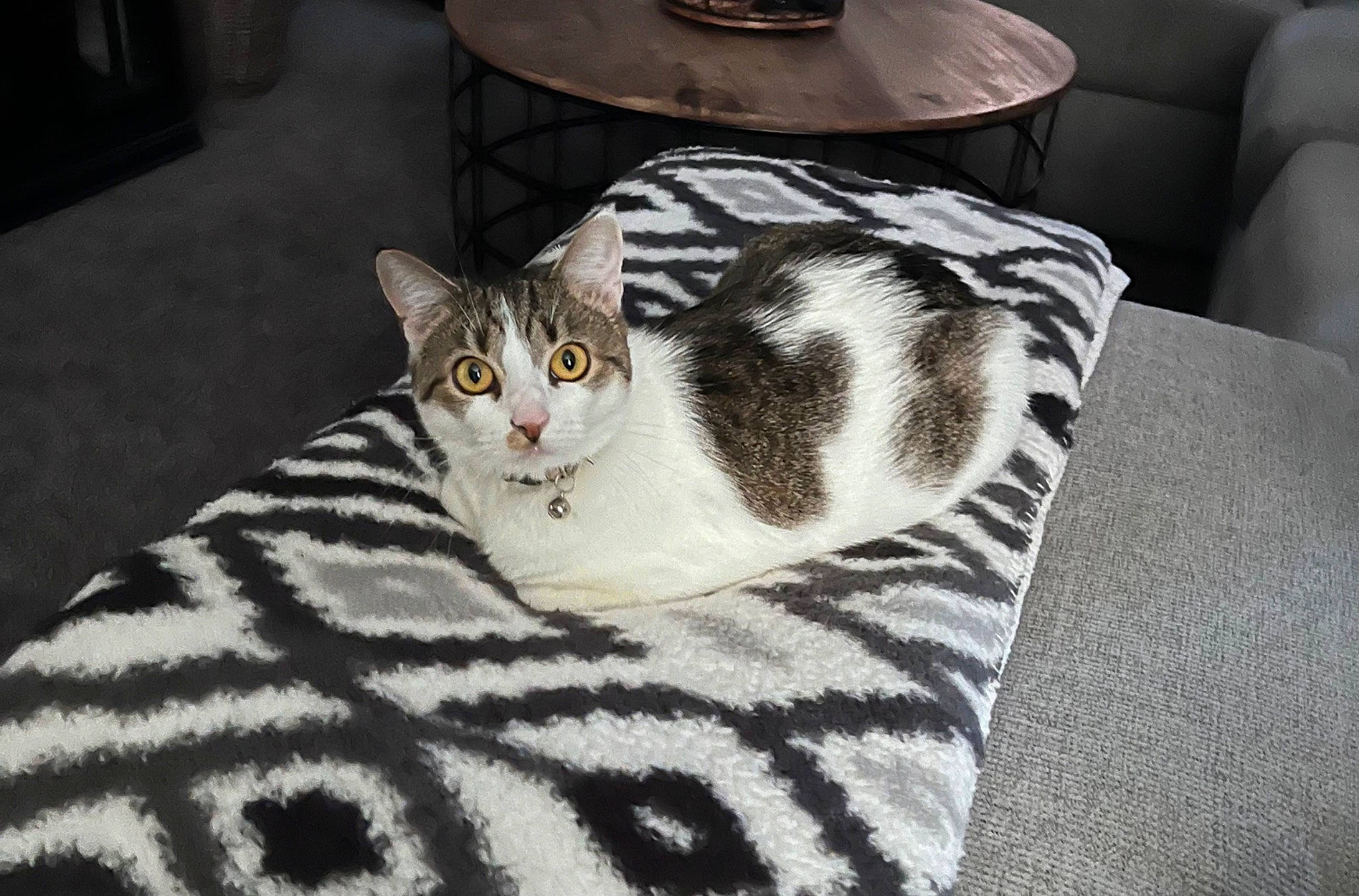 Masie joined the competition — help win amazing prizes! carnivore, cat, comfort, couch, domestic_short_haired_cat, felidae, floor, flooring, fur, grey, hardwood, linens, paw, room, small_to_medium_sized_cats, snout, table, tail, terrestrial_animal, whiskers