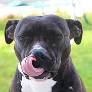 Athéna a rejoint le concours — aidez-le/la à gagner de superbes lots ! animal, black_dog, canine, close_up, cute, dog, ears, expression, friendly, fur, green_background, licking, muzzle, nose, outdoor, pet, portrait, tongue, tongue_out, white_chest