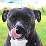 animal, black_dog, canine, close_up, cute, dog, ears, expression, friendly, fur, green_background, licking, muzzle, nose, outdoor, pet, portrait, tongue, tongue_out, white_chest