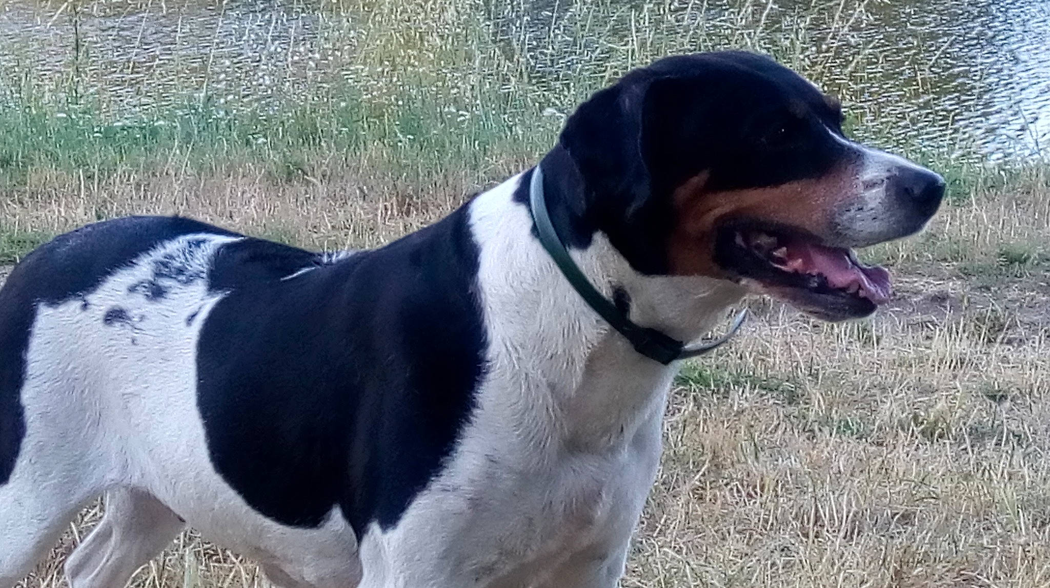 Saya a rejoint le concours — aidez-le/la à gagner de superbes lots ! ariegeois, bluetick_coonhound, canidae, carnivore, coonhound, dog, dog_breed, gascon_saintongeois, grand_bleu_de_gascogne, halden_hound, hound, hunting_dog, mammal, rare_breed_dog, schweizer_laufhund, sporting_group, treeing_walker_coonhound, vertebrate