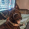 Bear is registered to the contest to win money with this photo: dog, brindle, pet, portrait, close_up, face, eyes, nose, ears, collar, bed, blanket, bedroom, indoors, home, crate, tapestry, colorful, funny_expression, relaxed