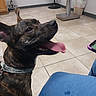 Bear joined the competition — help win amazing prizes! dog, brindle, pet, animal, tongue, open_mouth, ears, collar, indoor, tiled_floor, room, portrait, close_up, curious, happy, playful, brown, black, person, casual_photo