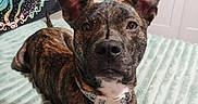 Bear joined the competition — help win amazing prizes! dog, brindle, pet, portrait, close_up, ears, collar, sitting, bed, blanket, bedroom, indoors, home, brown, black, white, alert, cute, animal, photography