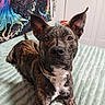 dog, brindle, pet, portrait, close_up, ears, collar, sitting, bed, blanket, bedroom, indoors, home, brown, black, white, alert, cute, animal, photography