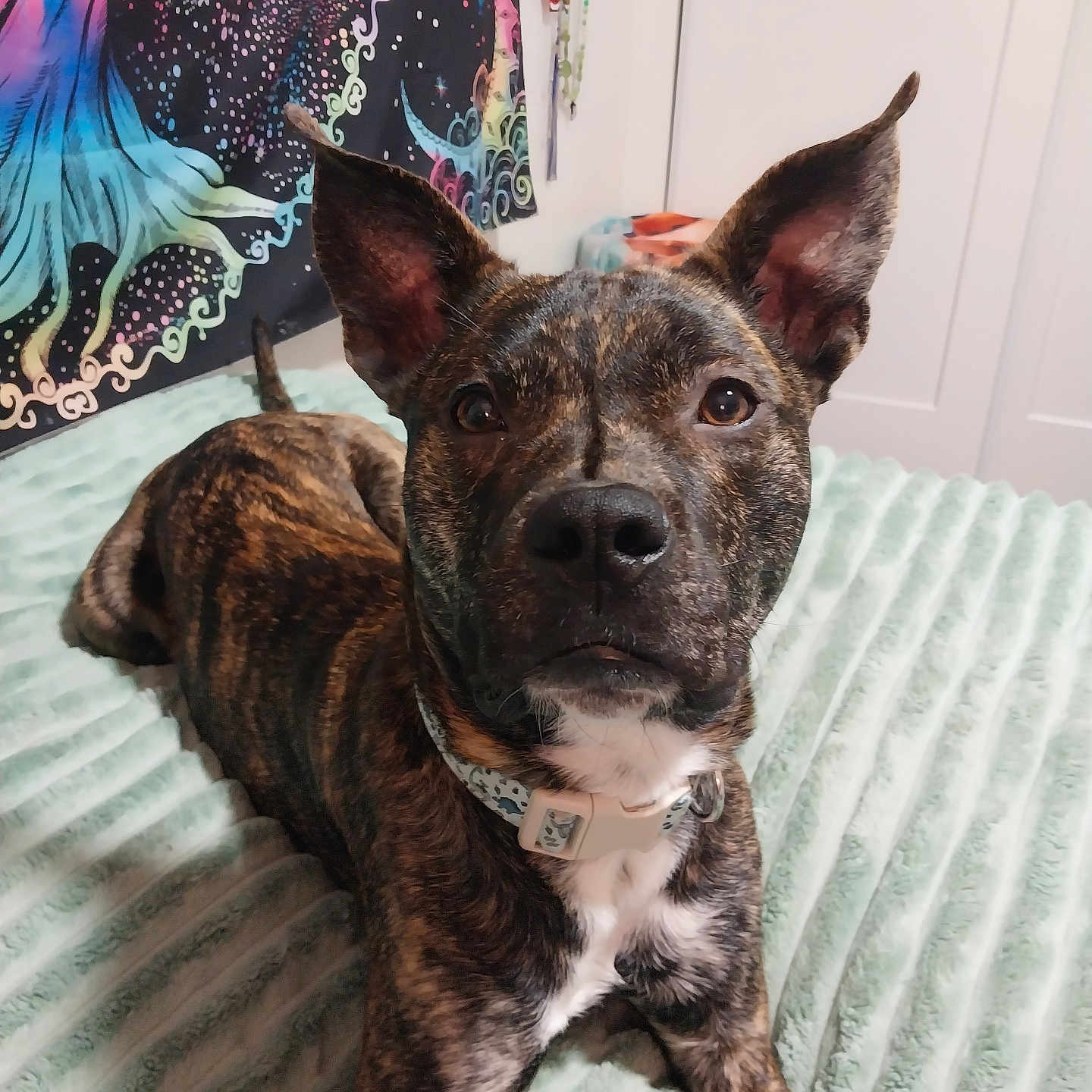 Bear joined the competition — help win amazing prizes! dog, brindle, pet, portrait, close_up, ears, collar, sitting, bed, blanket, bedroom, indoors, home, brown, black, white, alert, cute, animal, photography