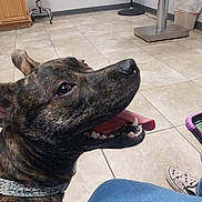 Bear joined the competition — help win amazing prizes! dog, brindle_dog, pet, animal, close_up, portrait, open_mouth, teeth, smiling, happy, expressive_eyes, floppy_ears, collar, indoor, tiled_floor, stool, trash_bin, shoe, person, funny
