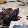 dog, brindle_dog, pet, animal, close_up, portrait, open_mouth, teeth, smiling, happy, expressive_eyes, floppy_ears, collar, indoor, tiled_floor, stool, trash_bin, shoe, person, funny