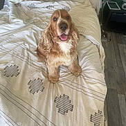 Pepito a rejoint le concours — aidez-le/la à gagner de superbes lots ! dog, bed, pillow, blanket, headboard, indoor, floor, wood_floor, happy, pet, fur, curly_fur, smiling, canine, cozy, resting, domestic, comfort, room, animal