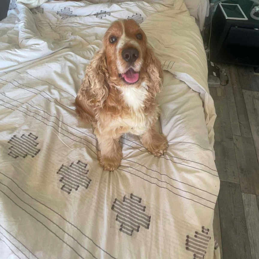 Pepito a rejoint le concours — aidez-le/la à gagner de superbes lots ! animal, bed, blanket, canine, comfort, cozy, curly_fur, dog, domestic, floor, fur, happy, headboard, indoor, pet, pillow, resting, room, smiling, wood_floor