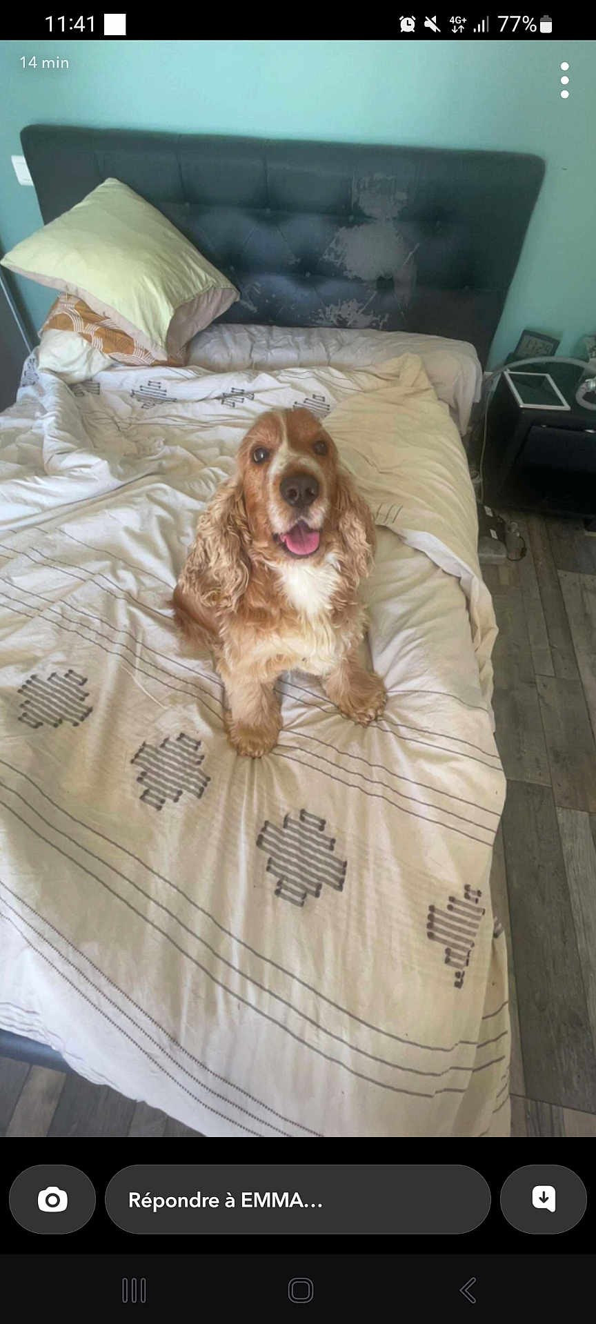 Pepito a rejoint le concours — aidez-le/la à gagner de superbes lots ! dog, bed, pillow, blanket, headboard, indoor, floor, wood_floor, happy, pet, fur, curly_fur, smiling, canine, cozy, resting, domestic, comfort, room, animal