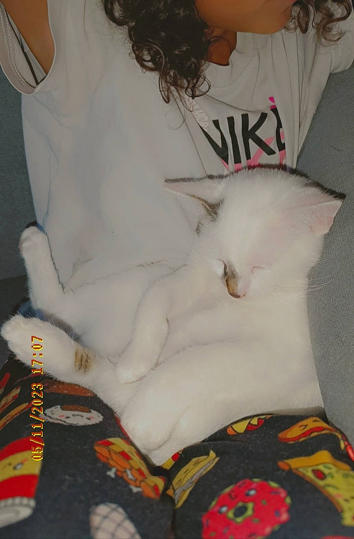 Precieux a rejoint le concours — aidez-le/la à gagner de superbes lots ! abdomen, cat, chest, child, comfort, fashion_accessory, felidae, font, fur, human_leg, knee, linens, pattern, sleeve, t_shirt, thigh, trunk, waist, white, wrist