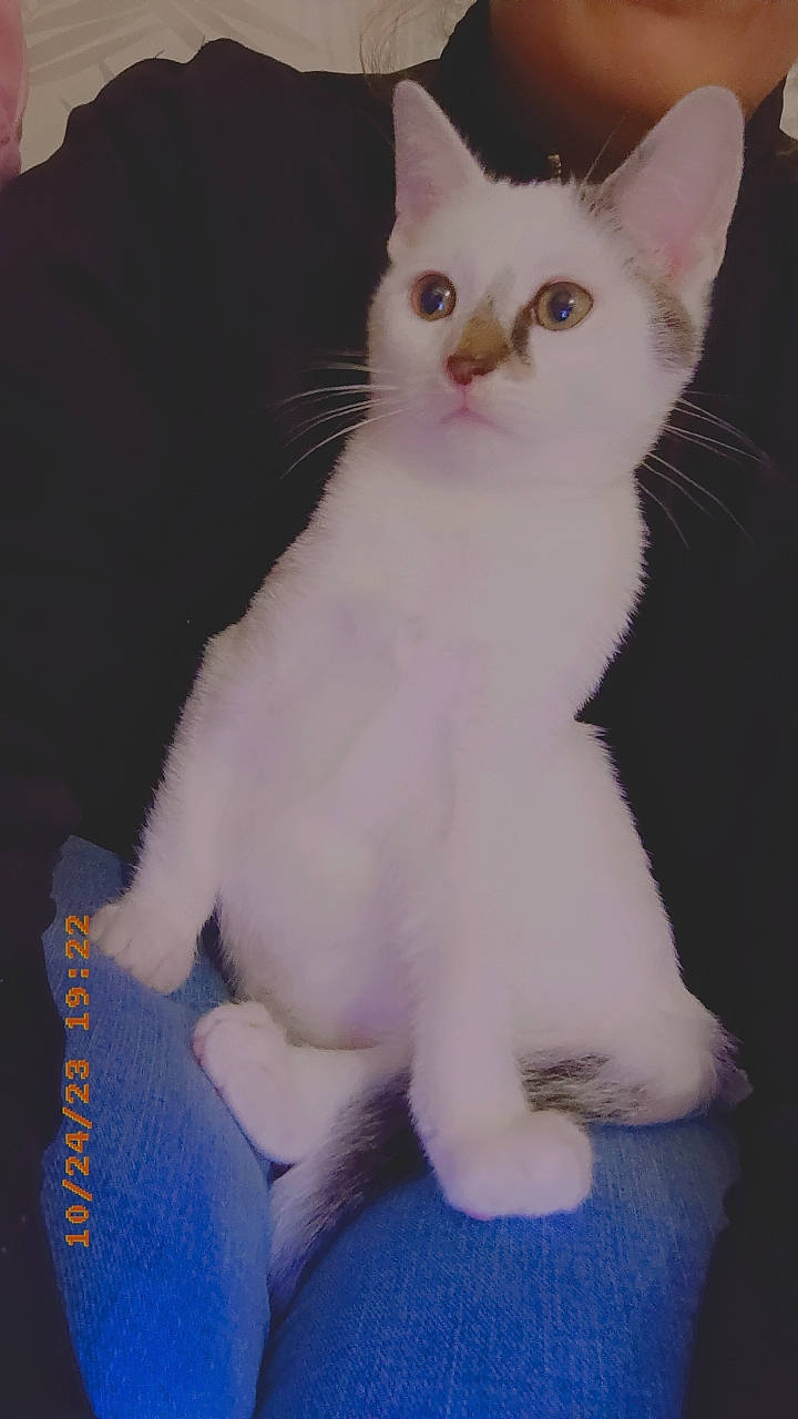 Precieux participe au concours pour gagner de l'argent avec cette photo : carnivore, cat, comfort, domestic_short_haired_cat, ear, electric_blue, felidae, fur, paw, small_to_medium_sized_cats, snout, tail, terrestrial_animal, whiskers