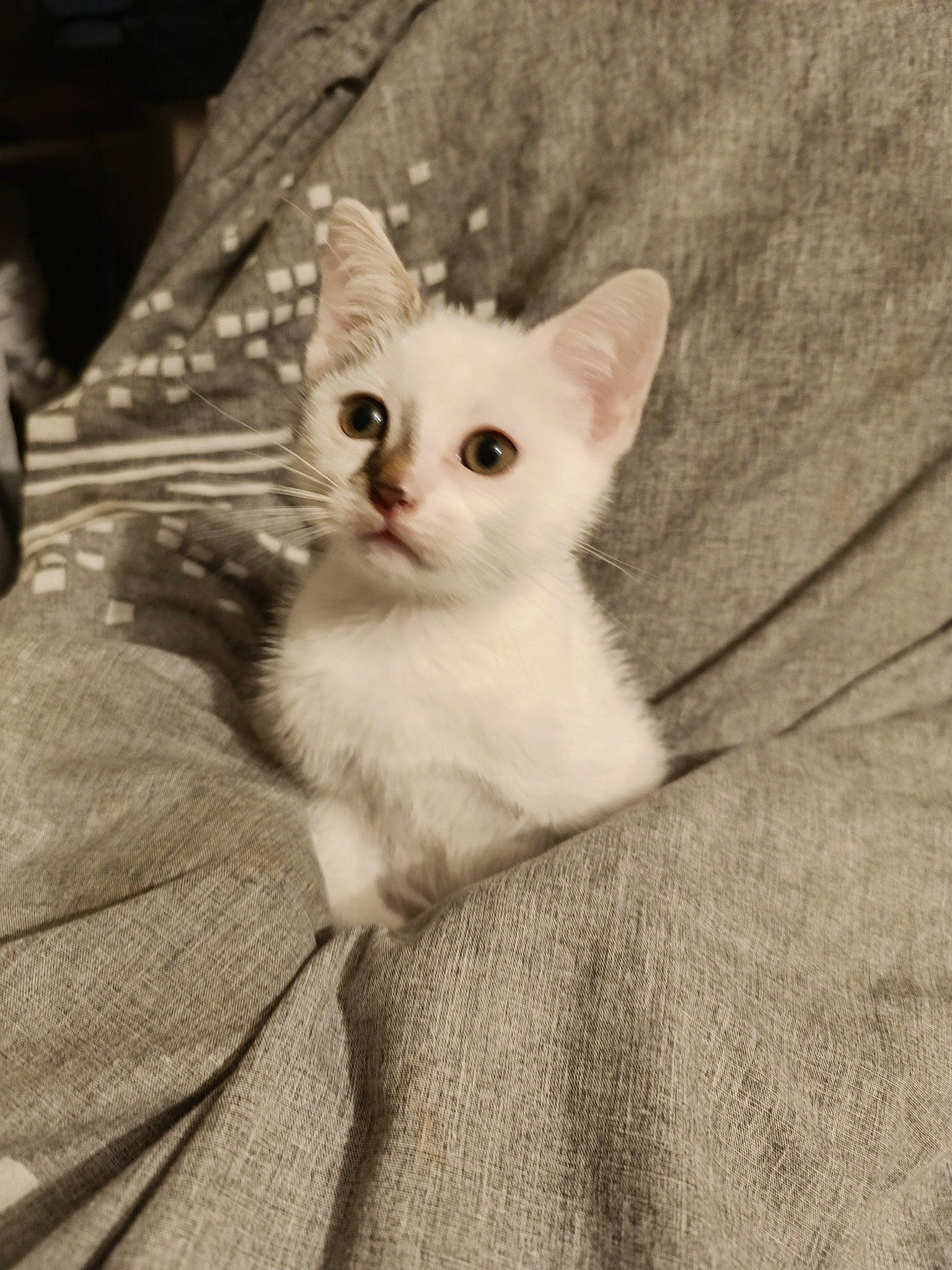 Precieux participe au concours pour gagner de l'argent avec cette photo : carnivore, cat, claw, comfort, domestic_short_haired_cat, fawn, felidae, fur, iris, paw, sitting, small_to_medium_sized_cats, snout, tail, terrestrial_animal, whiskers, wood