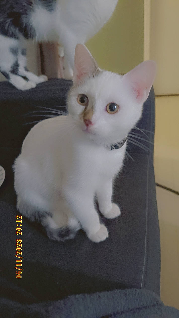 Precieux participe au concours pour gagner de l'argent avec cette photo : carnivore, cat, domestic_short_haired_cat, felidae, fur, iris, paw, small_to_medium_sized_cats, snout, tail, whiskers