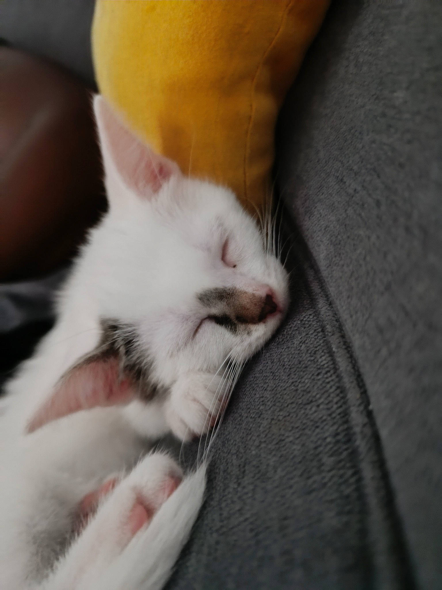 Precieux participe au concours pour gagner de l'argent avec cette photo : carnivore, cat, claw, comfort, couch, domestic_short_haired_cat, eye, fawn, felidae, foot, fur, gesture, grey, human_leg, nail, paw, small_to_medium_sized_cats, snout, tail, whiskers