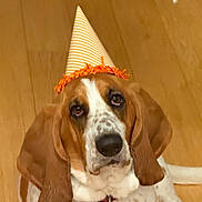 Tootsie is registered to the contest to win money with this photo: animal, basset_hound, brown, canine, collar, cute, dog, domestic_animal, ears, expression, floor, indoor, looking_up, orange, party_hat, pet, portrait, sitting, white, wooden_floor