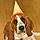 Tootsie