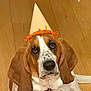 animal, basset_hound, brown, canine, collar, cute, dog, domestic_animal, ears, expression, floor, indoor, looking_up, orange, party_hat, pet, portrait, sitting, white, wooden_floor