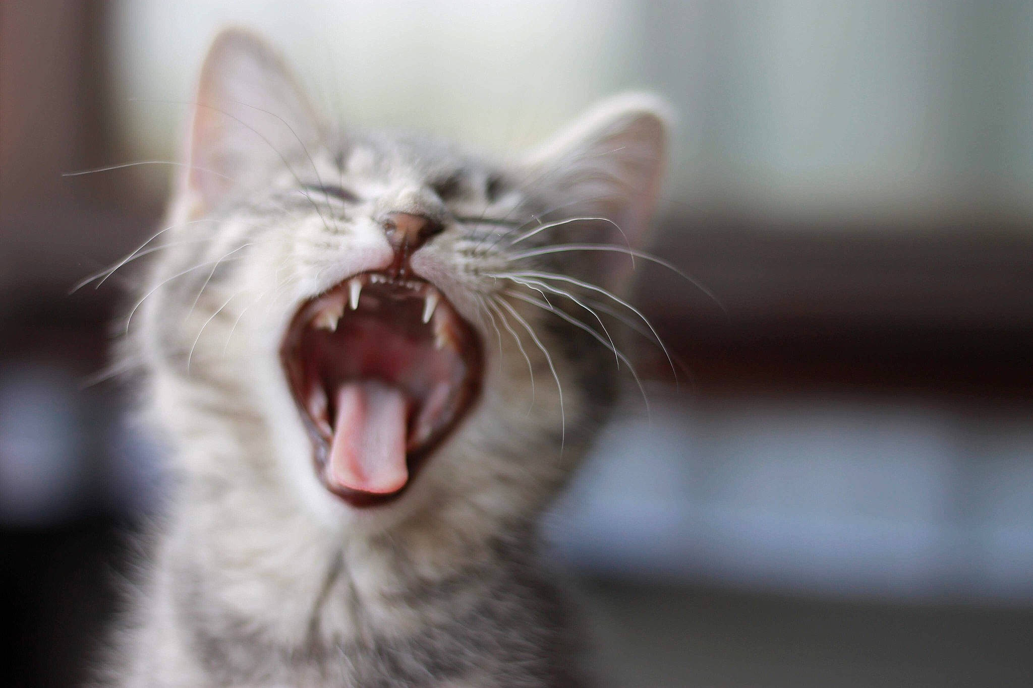 Charly participe au concours pour gagner de l'argent avec cette photo : carnivore, cat, claw, close_up, domestic_short_haired_cat, fang, felidae, fur, jaw, macro_photography, paw, roar, small_to_medium_sized_cats, snout, terrestrial_animal, tooth, whiskers, wildlife, window, yawn