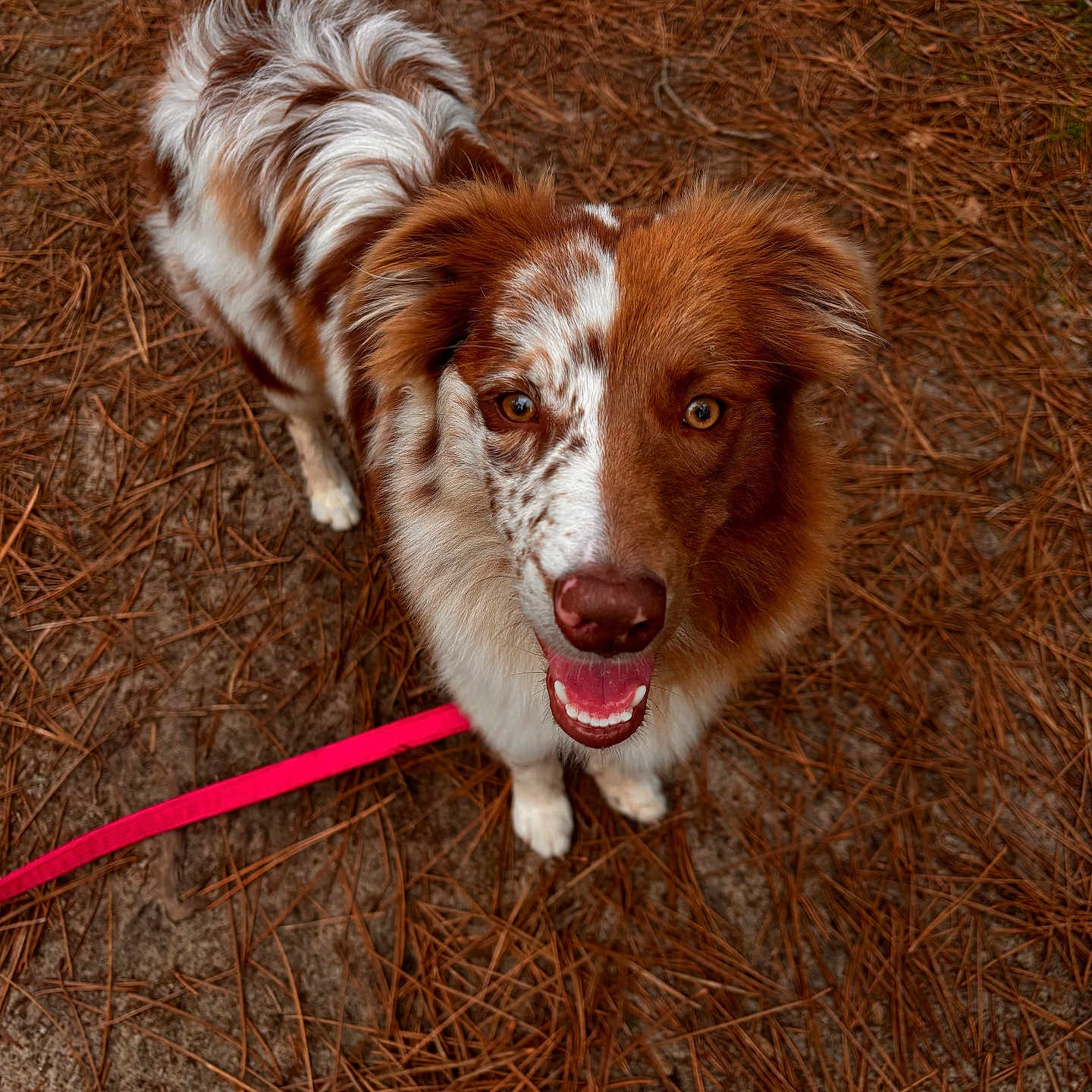 Vaïana a rejoint le concours — aidez-le/la à gagner de superbes lots ! accessories, animal, bodypart, canine, cockerspaniel, collie, dog, grass, hardwood, hound, leash, mouth, papillon, person, pet, plant, puppy, strap, terrier, tongue