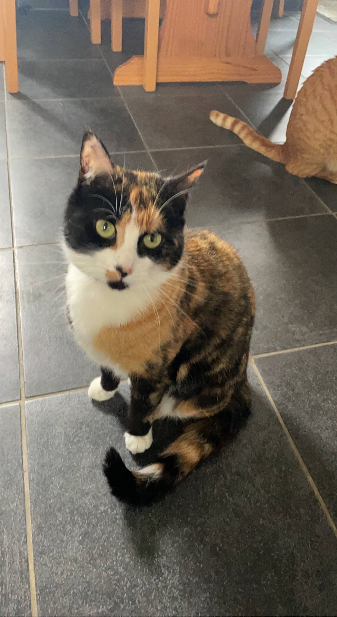 Ruby a rejoint le concours — aidez-le/la à gagner de superbes lots ! carnivore, cat, couch, domestic_short_haired_cat, door, eye, felidae, flooring, foot, fur, grey, hardwood, head, paw, road_surface, small_to_medium_sized_cats, tail, whiskers, window, wood